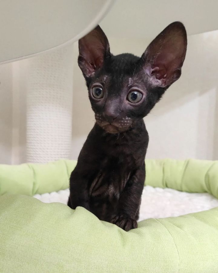 black cornish rex