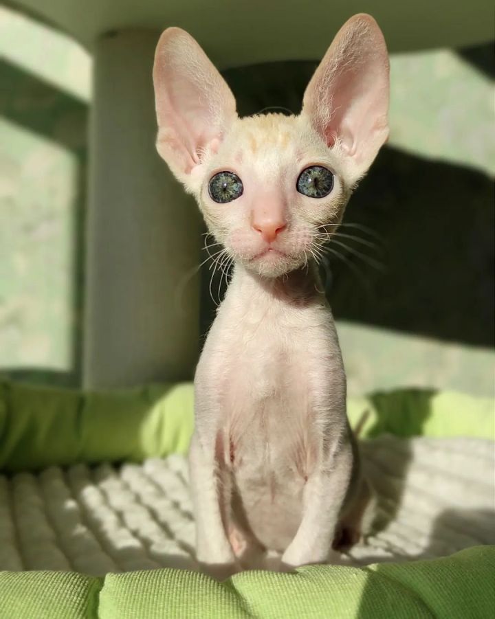 cornish rex kittens