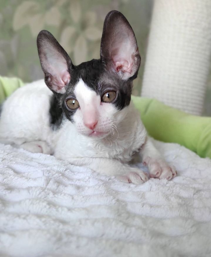 cornish rex kittens for sale